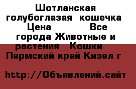 Шотланская голубоглазая  кошечка › Цена ­ 5 000 - Все города Животные и растения » Кошки   . Пермский край,Кизел г.